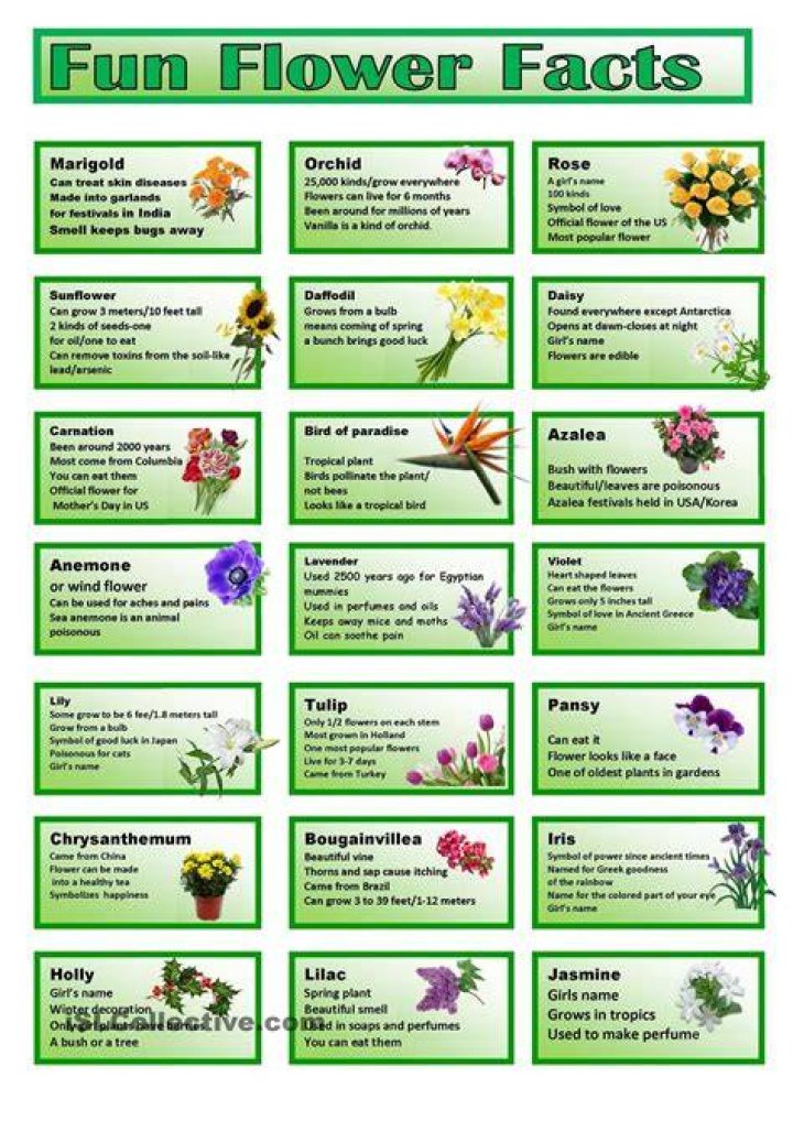 Fun Facts About Flowers Trivia Image