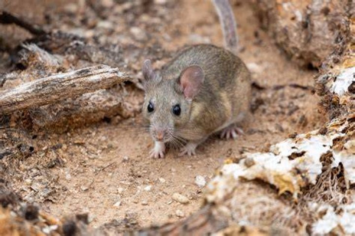 Pack Rat (Rodents of Unusual Size) (Secret Lair) (#1448) (The Princess Bride) (Borderless)\nPromo: General\nSingle\nMagic The Gathering