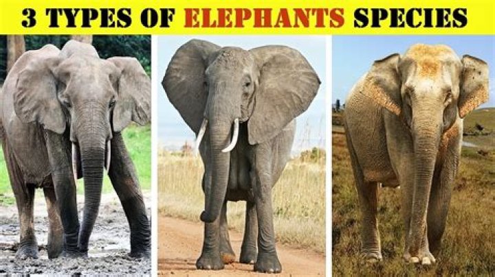 
Top 7 Something related to elephants-Answers